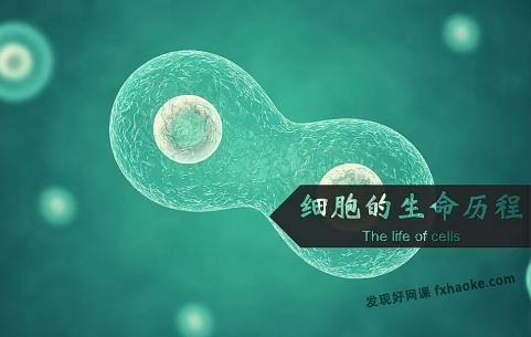 2023张鹏生物 高三生物一轮下篇秋季S班视频课程 百度网盘