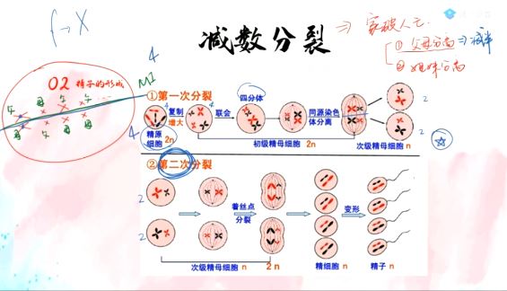 [煜姐生物]周芳煜高一生物必修二寒假预习班(含资料)网盘资源