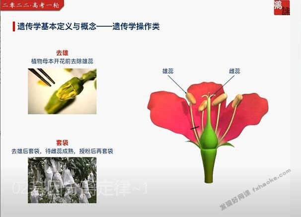 张鹏2022届高考生物一轮目标A+班课程视频资源(含电子讲义)网盘资源