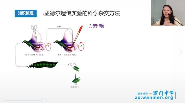 新人教版高中生物必修2知识串讲辅导视频网课(翟思茗 11.9h)网盘资源